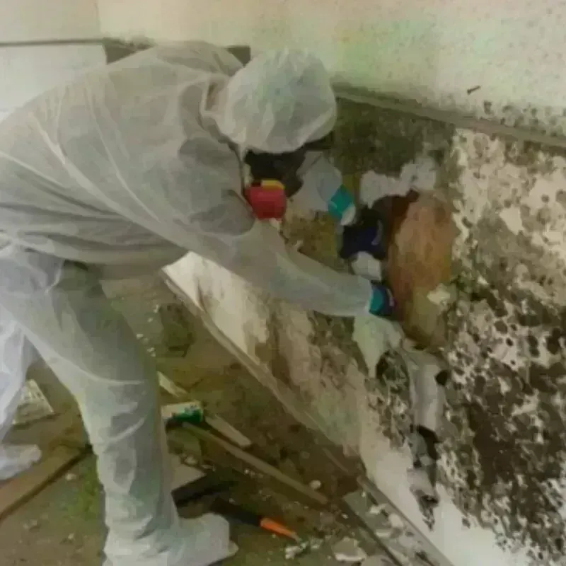 Mold Remediation and Removal in Cass County, MO